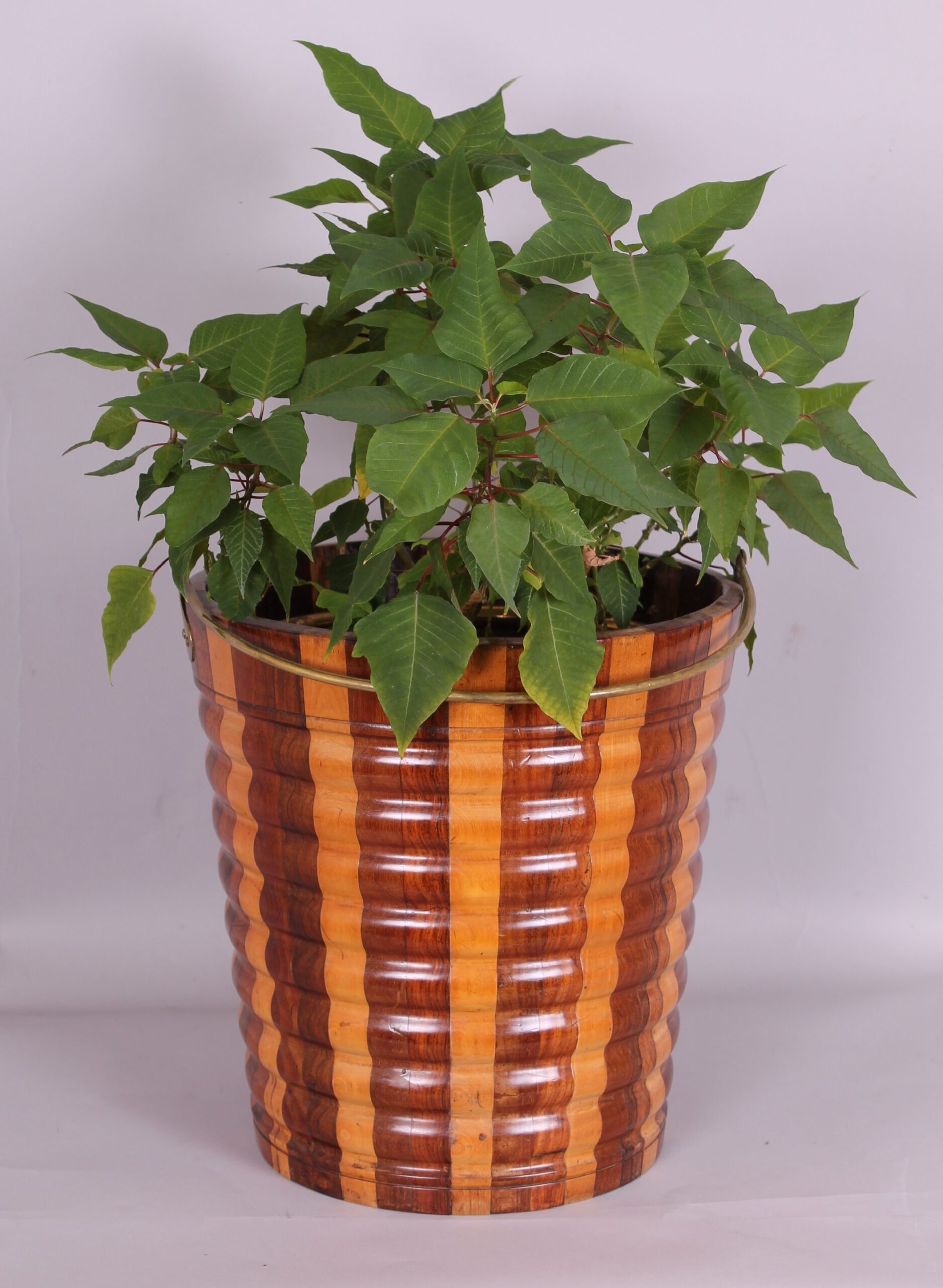 Dutch Bucket
